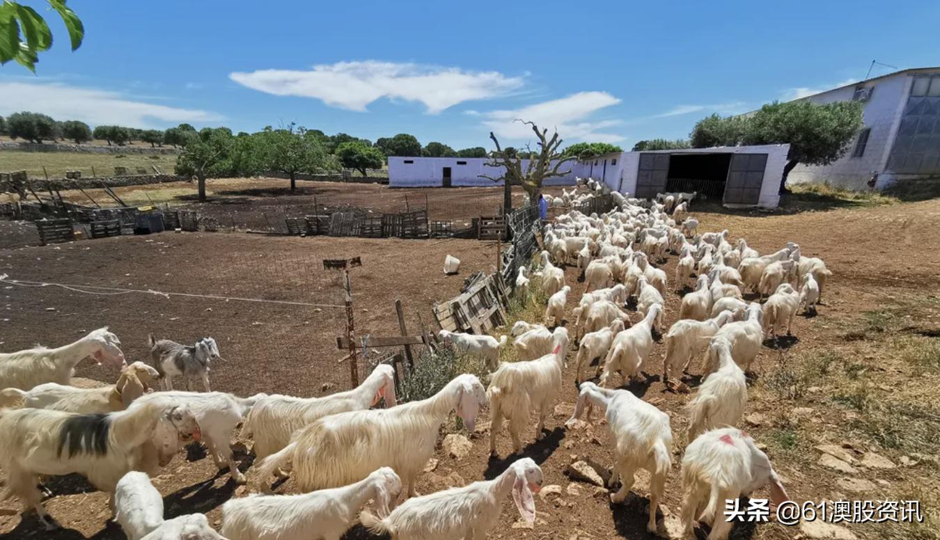 bubs羊奶粉为什么回购率不高,bubs羊奶粉3段2025