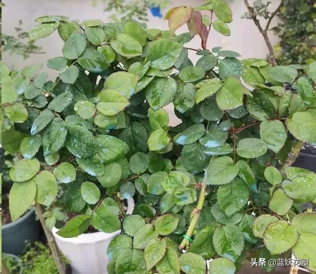 月季花盲芽,月季花怎么有盲枝和盲芽呢