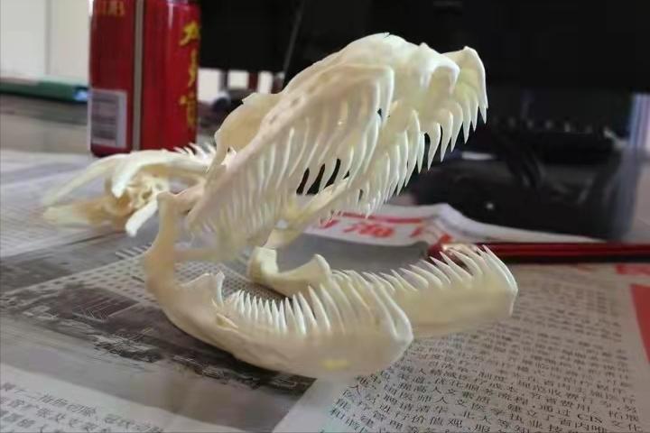 一个人被蟒蛇吞进肚子里，为什么手里有刀也无法破腹逃出来？