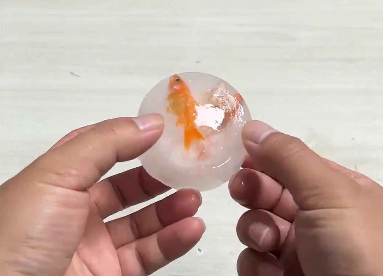 甲鱼冻成冰还能复活吗,甲鱼被冷冻后复活