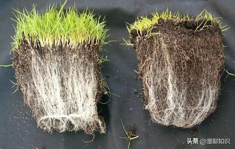 丛枝菌根真菌介绍,丛枝菌根对植物的影响