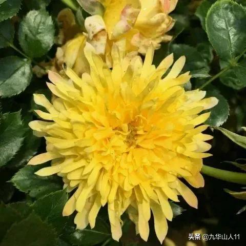 大花浓香勤花的月季品种,大花月季品种介绍大全图片及价格