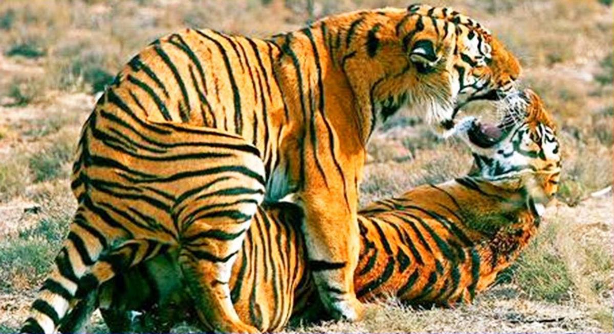 母猫交配完成后，满地打滚，甚至攻击公猫，为何“完事”就不认猫