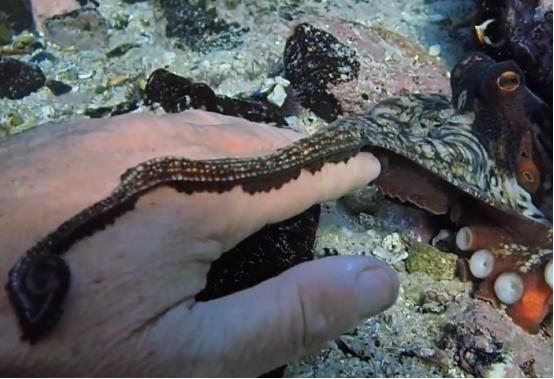这个男人太大胆，因为夫妻不和谐，转身就爱上了一条章鱼！纪录片