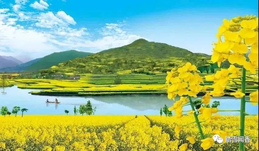 三月油菜香,阳春三月油菜花开春的味道
