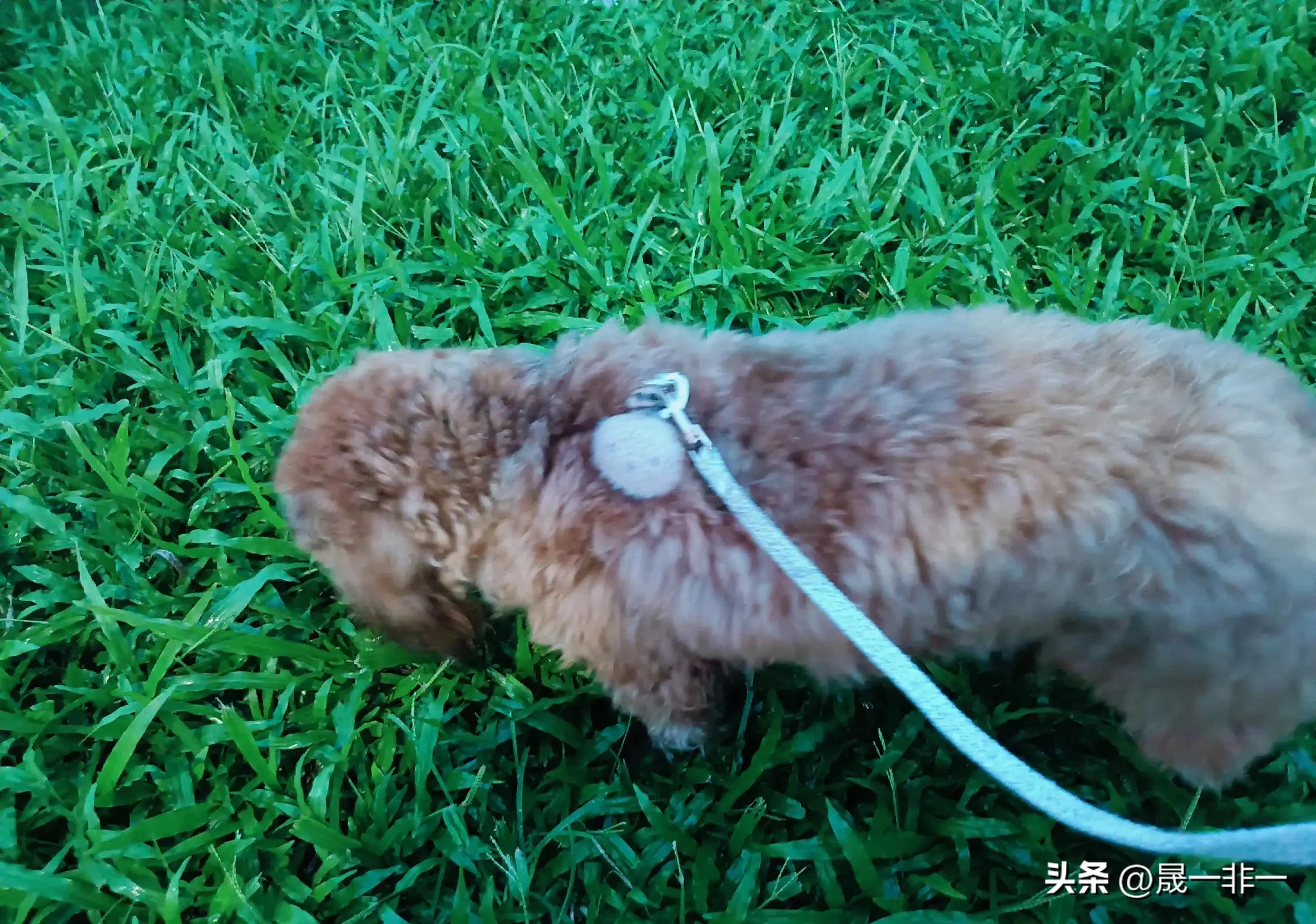 20天宝宝拉绿色的便便是什么原因,宝宝拉绿色便便什么原因该怎么办