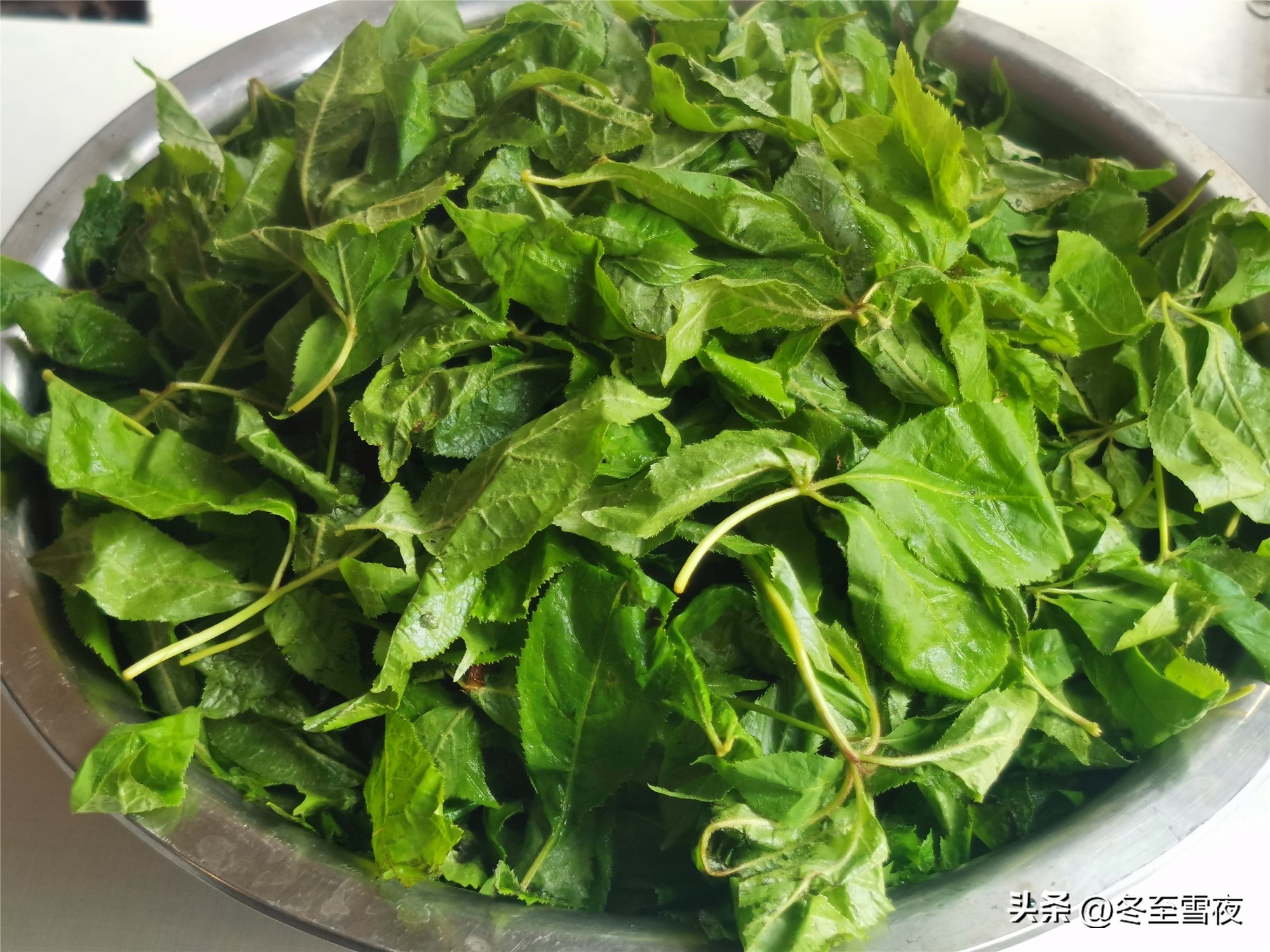 春天种植什么菜可以四季吃,春天种什么蔬菜营养好