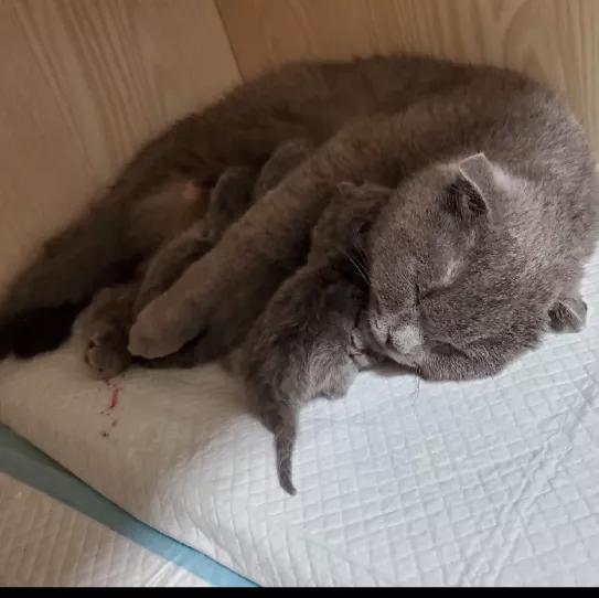 母猫老是不停的挠猫砂什么原因,母猫生产前的征兆