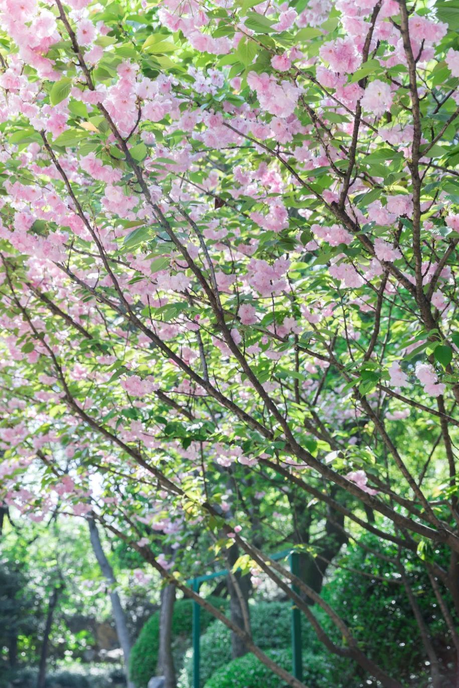 实用全上海532家公园攻略速速收藏,上海攻略必去的公园