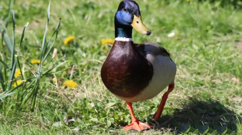 种鸭掉大毛是什么原因,鸭掉毛是什么原因引起