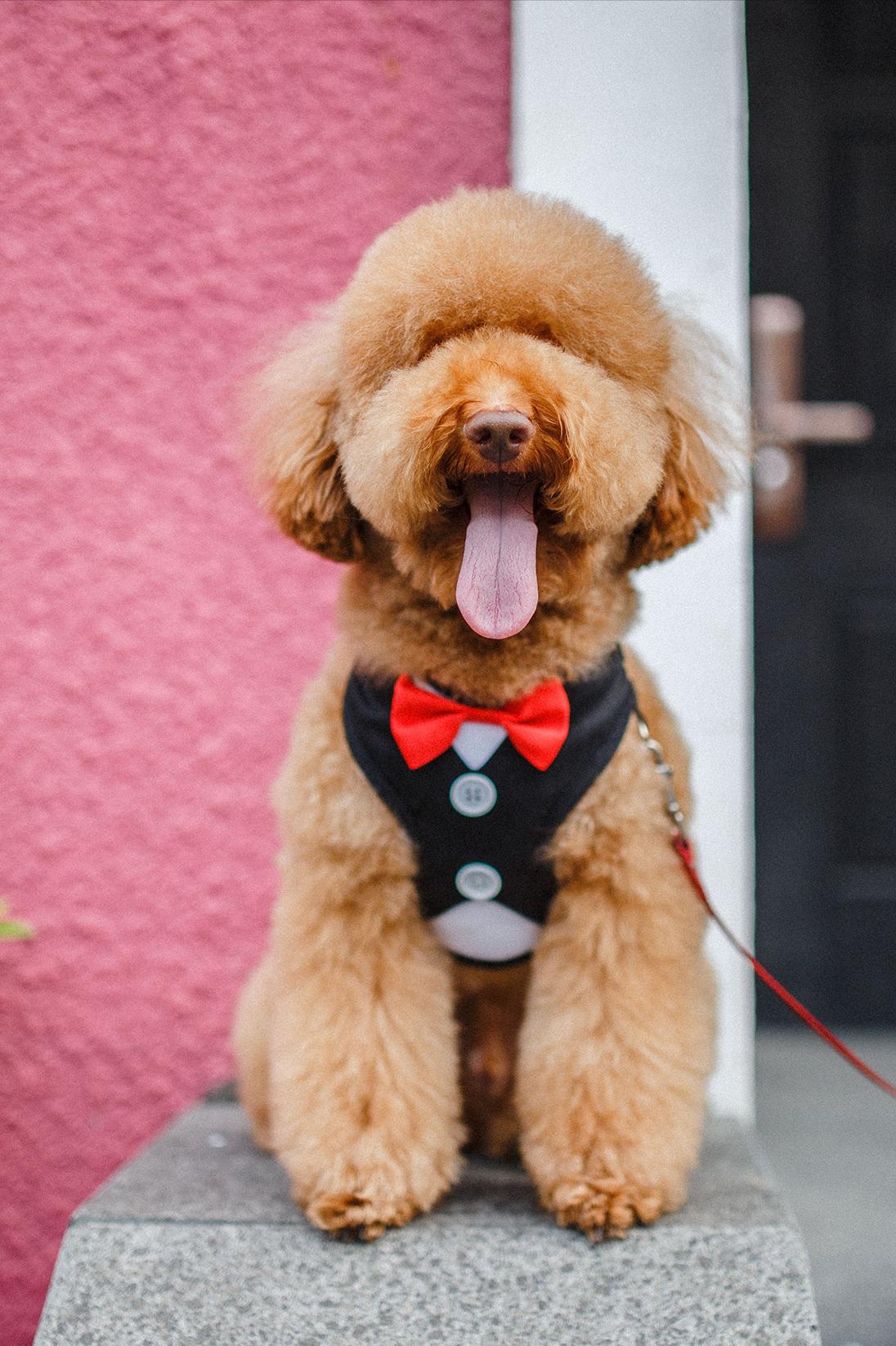 母泰迪好养还是公泰迪好养,公泰迪跟母泰迪有什么区别