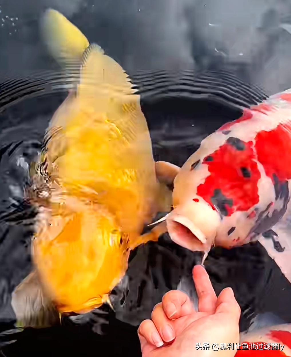 锦鲤鱼池养护价格,春季如何养护锦鲤鱼池中的绿藻