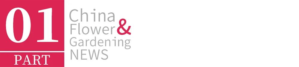 客单价高的绿植,最流行的球根花卉