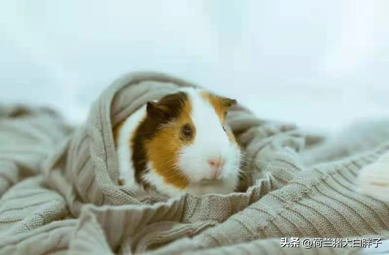 荷兰猪耳朵掉毛是怎么回事,荷兰猪掉毛太多怎么处理