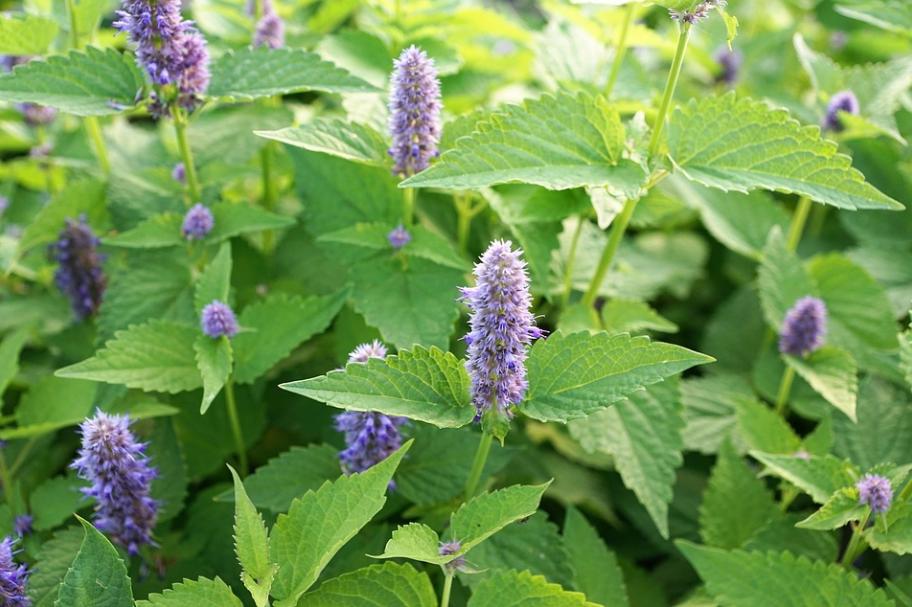 牡丹架暖眠春昼薄荷香浓醉晓晴,每日一花夏日清新花束