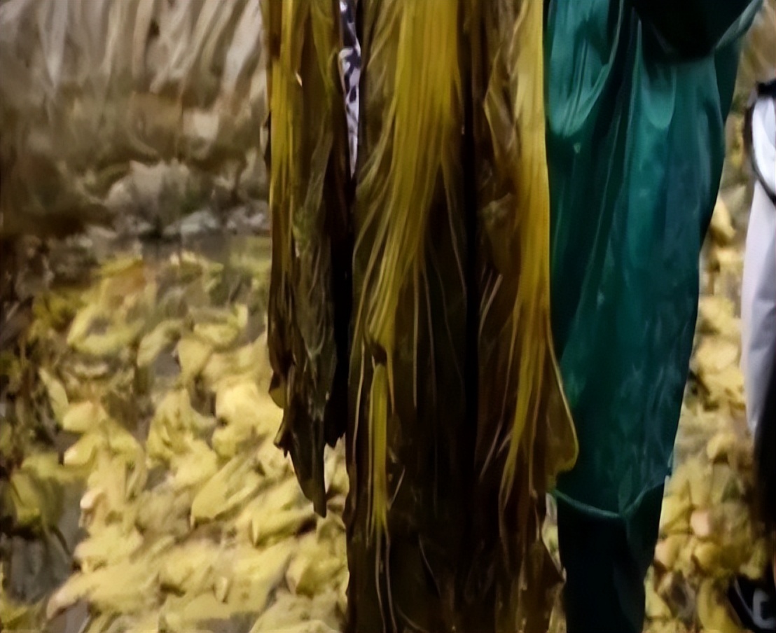 白象成为最大赢家,白象被野性消费