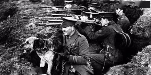 军犬大多都是什么狗,军犬一般都是哪种狗