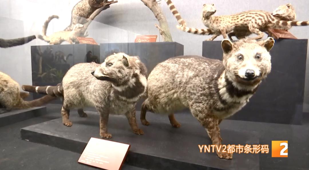 五一博物馆旅游攻略,奇妙之旅五一去哪儿