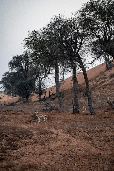哈伊马角利兹卡尔顿,哈伊马角沙漠丽思卡尔顿酒店