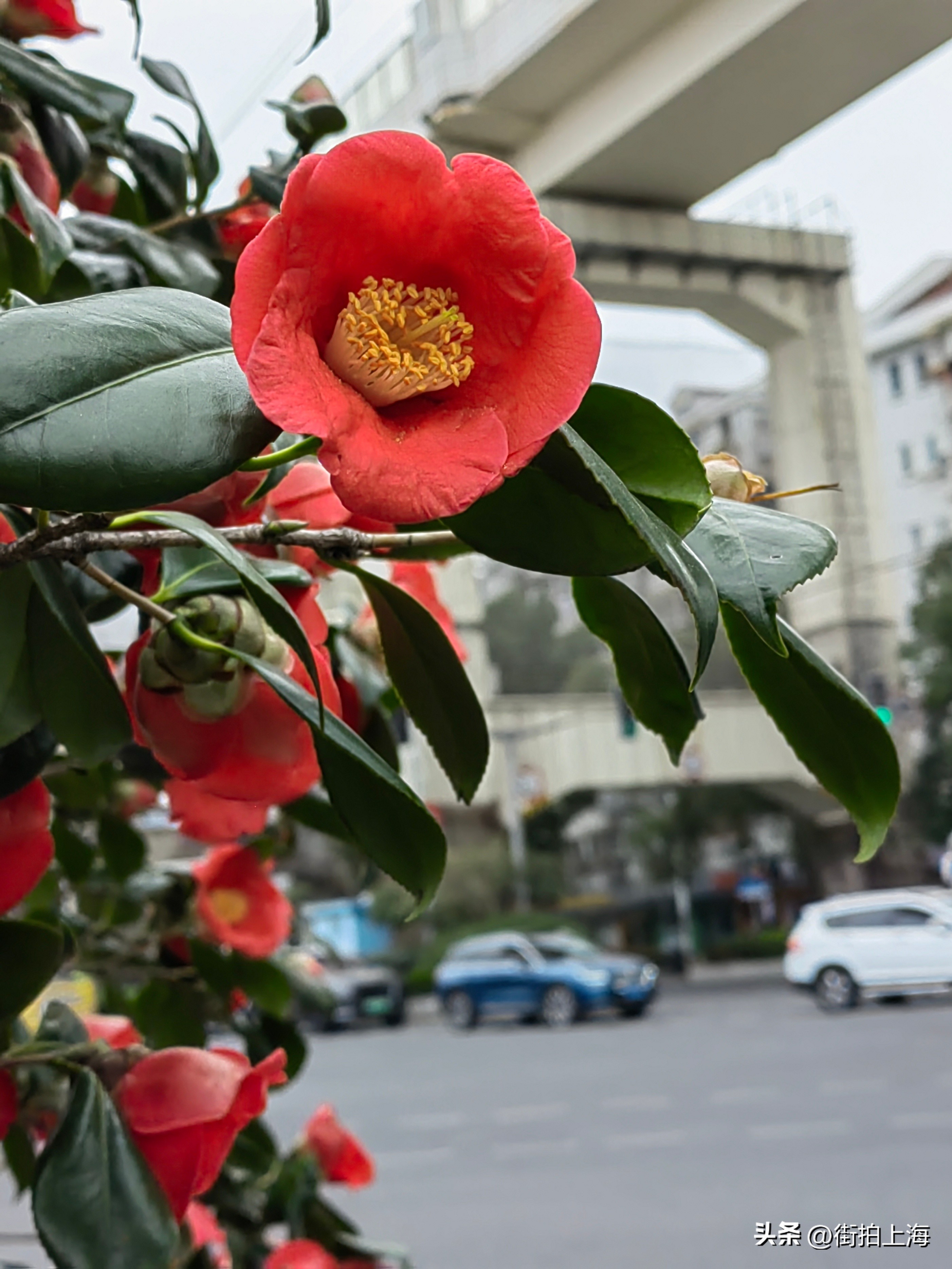 茶花绽放喜迎春,茶花争芳斗艳喜迎春