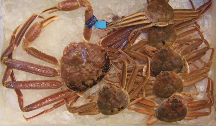 去日本必吃的五种海鲜,到日本必吃的饕餮美食