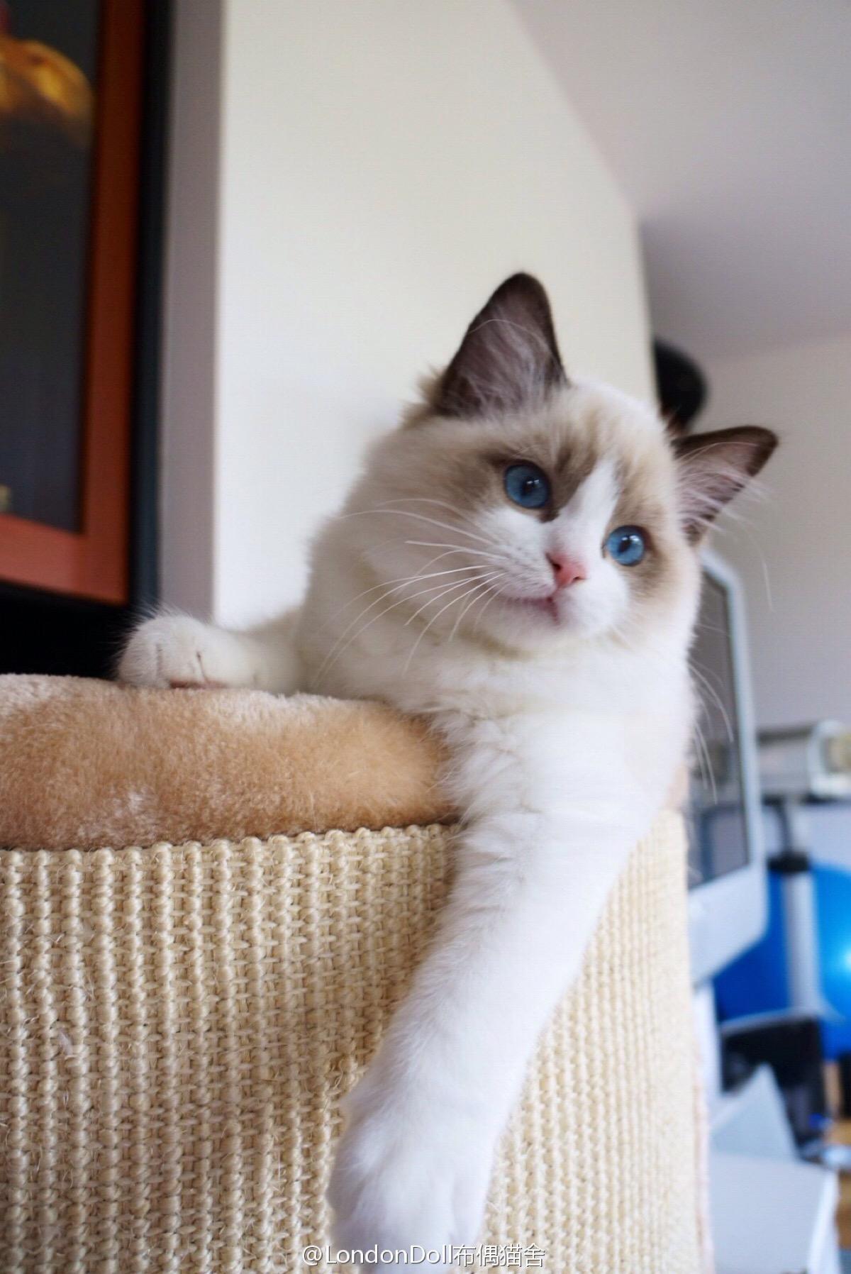 这5种猫很可怕一般不建议饲养,这5种猫很可怕不建议养