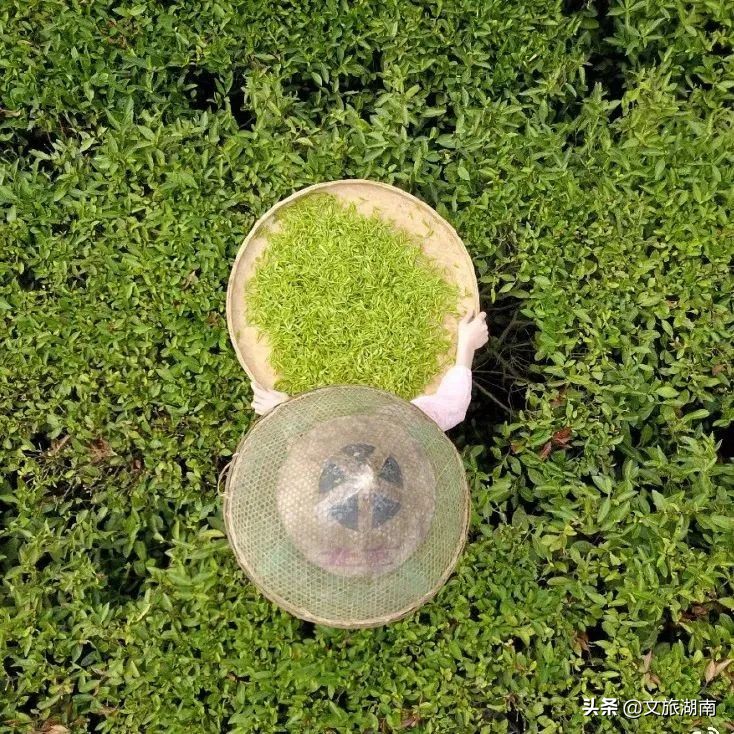 千里迢迢来到了湖南最美茶园,湖南最美茶园