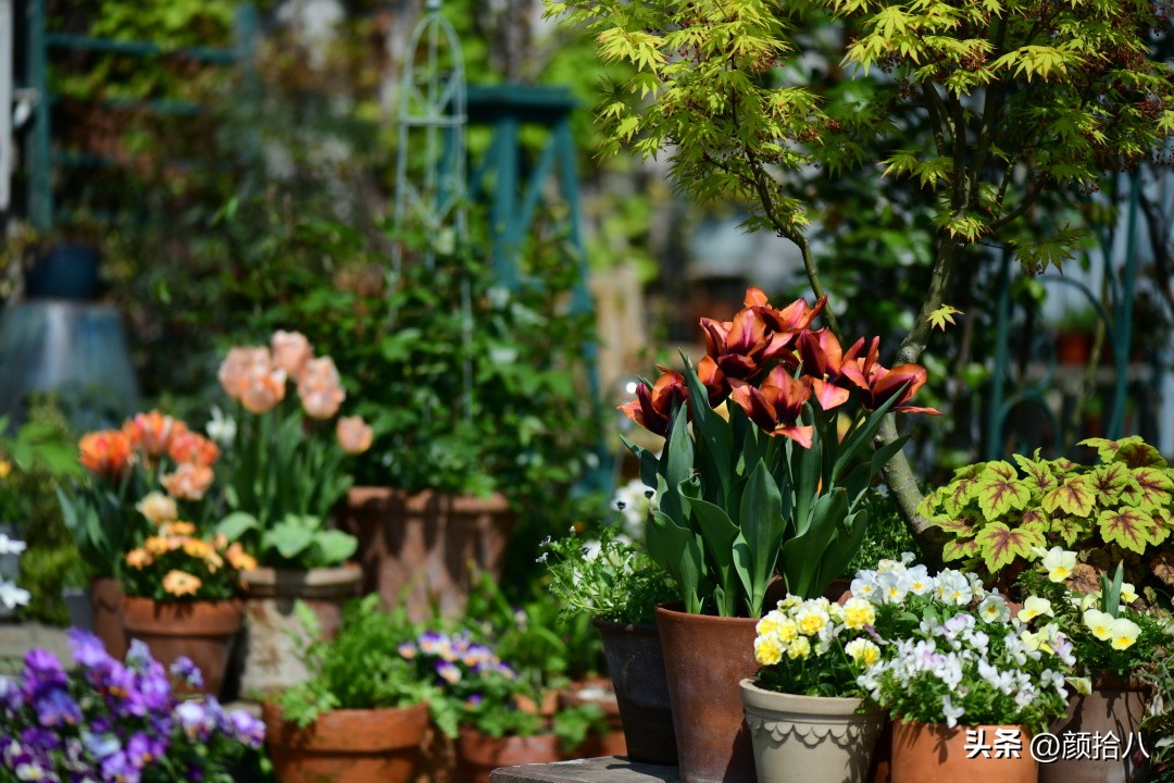 河马花园最耐阴植物,最漂亮的花园里的郁金香