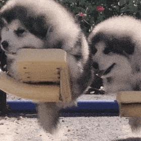 阿拉斯加一般怎么养,养阿拉斯加有财气吗