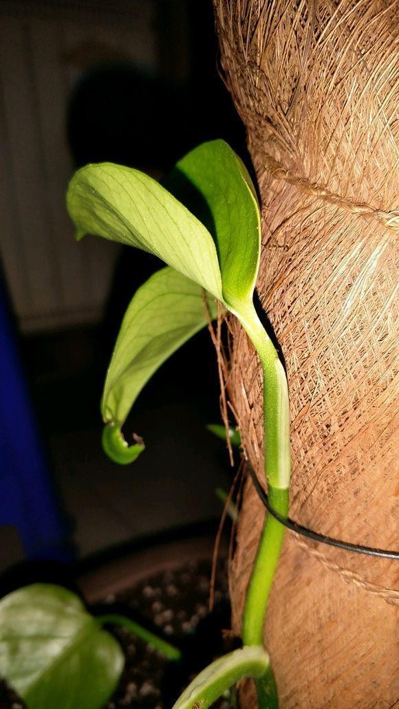 怎样制作绿萝柱长得快,绿萝怎么做成绿萝柱