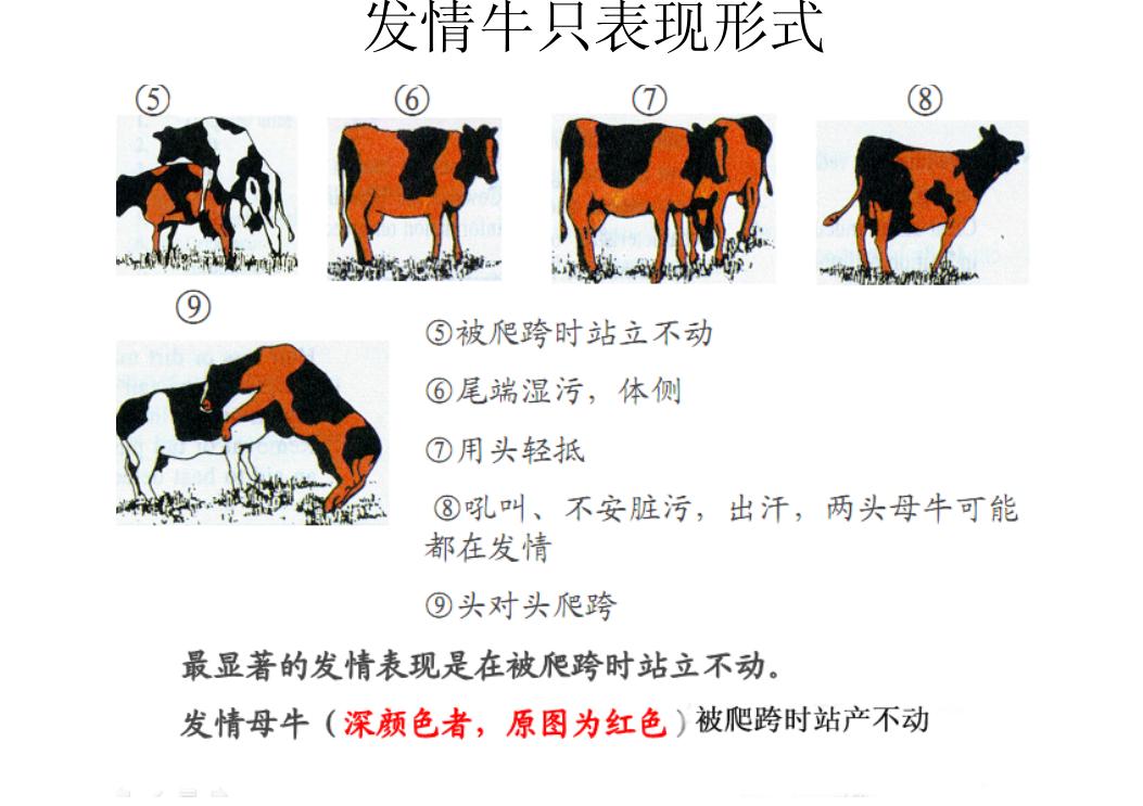 母牛发疯视频,母牛发烧什么情况不能打针