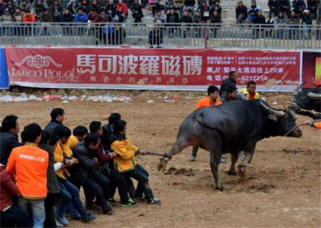 贵州牛王出战三江,牛王昆山所有视频