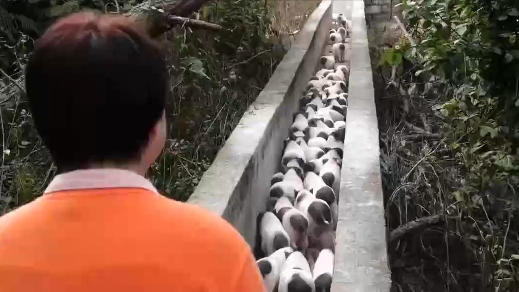 女孩回家养猪一年赚400万,农村大姐养猪一年赚40万