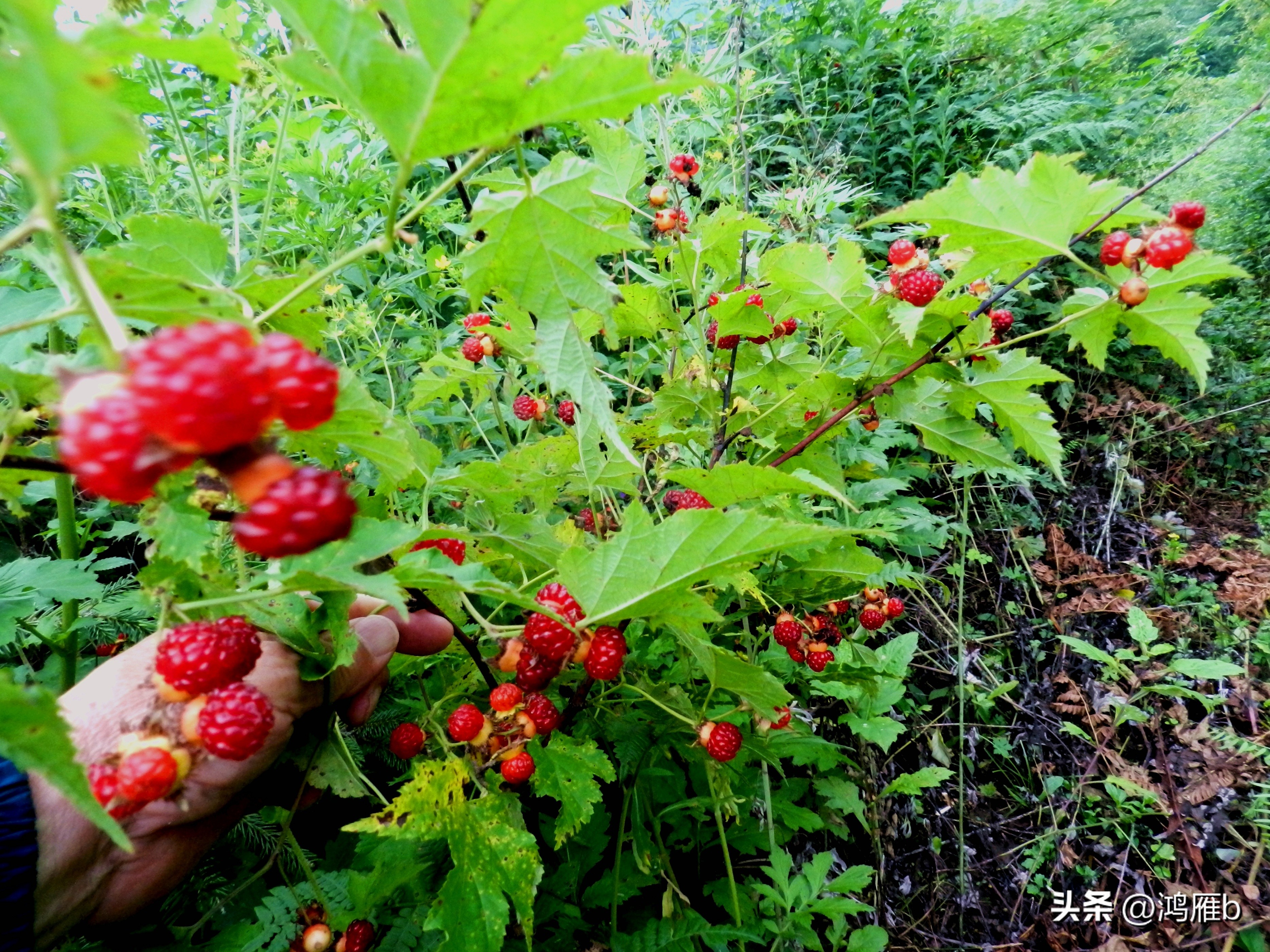 又到了吃薄荷的季节,又到了吃藕梢子的季节