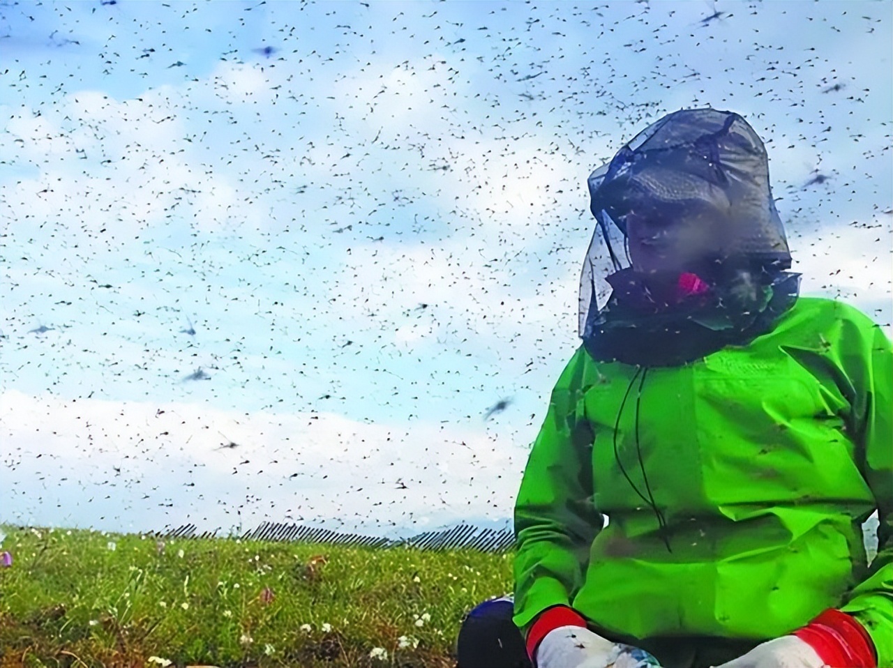 最危险边防区7条军犬,中国最惨烈的军犬