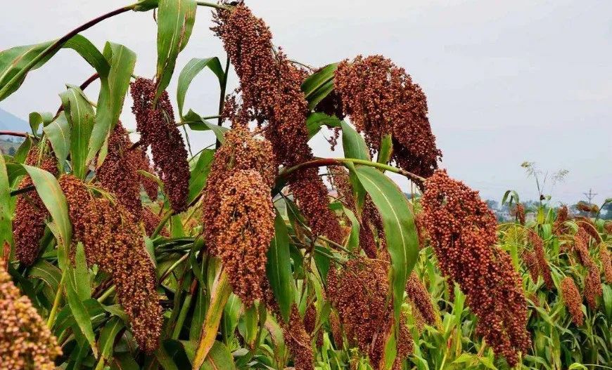 鍐嶅害澶哄緱2023骞磇sc鍙岄噾澶у,鍐嶅ず澶у