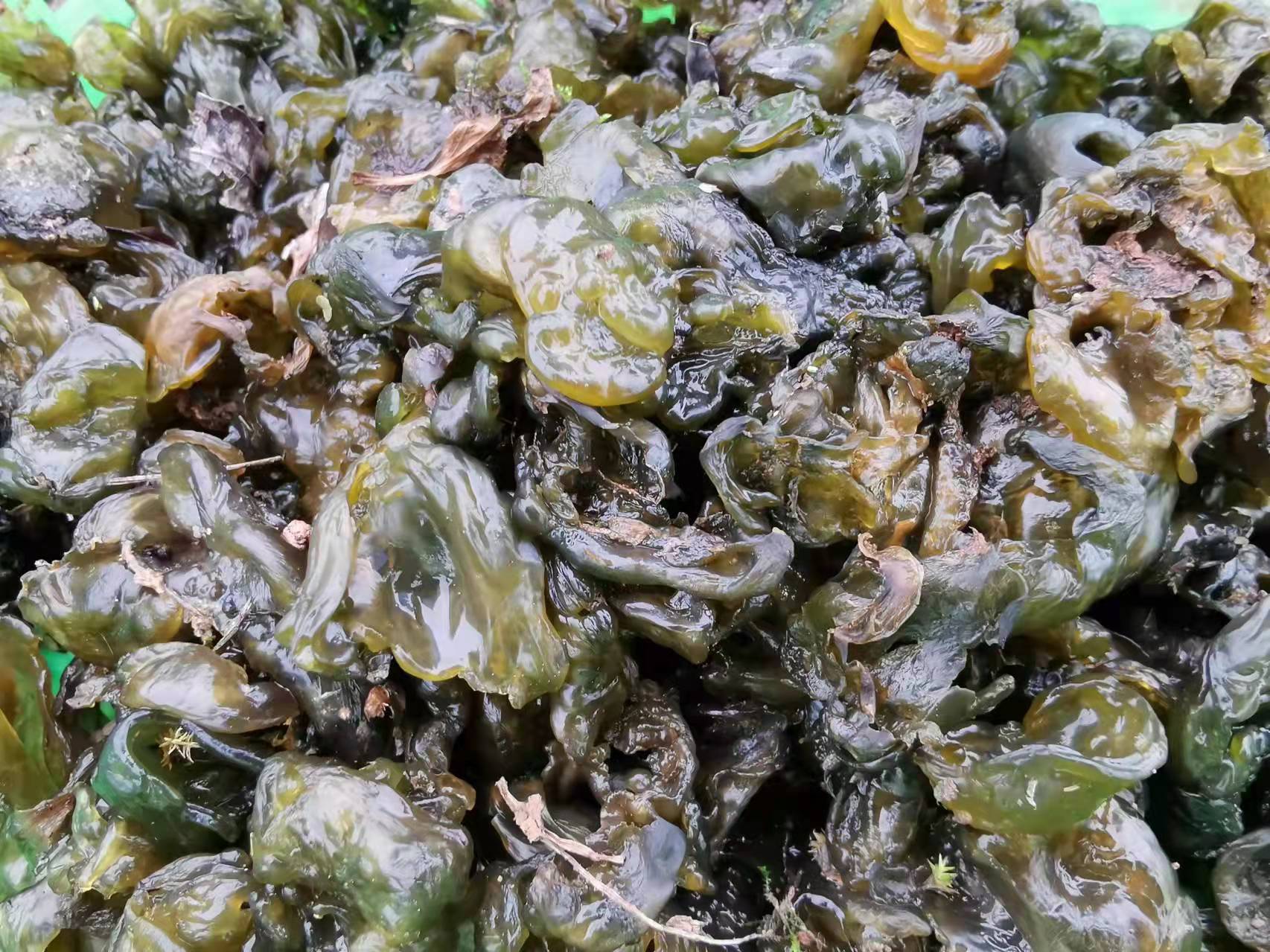 可以吃的野菜有哪几种常见野菜,爱吃野菜的人有福了