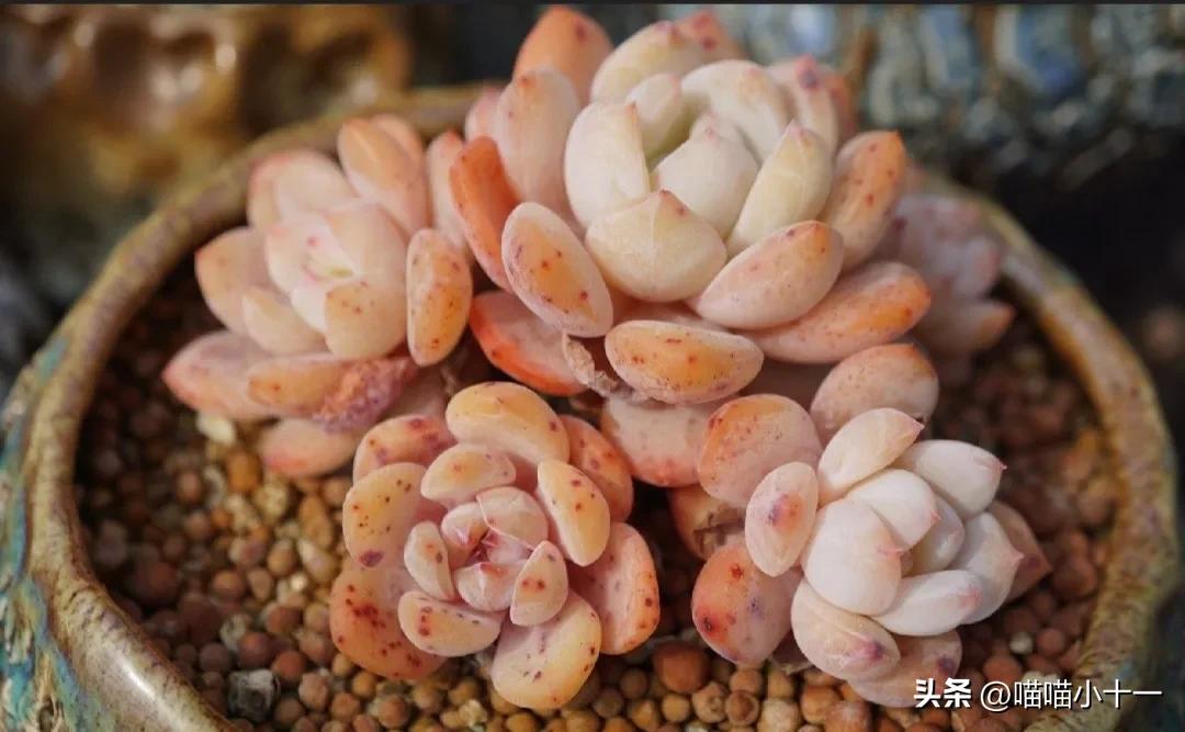 这10种多肉号称多肉界的奇葩,多肉最传统的100个种类
