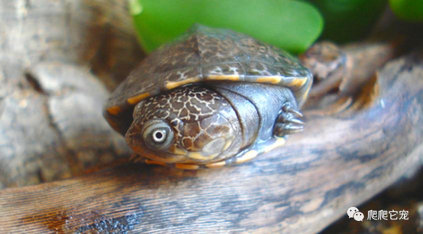 巨型侧颈龟成体,亚马逊雨林巨型侧颈龟