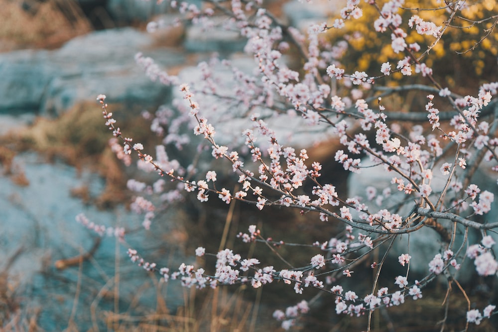 古诗咏梅的诗句经典,咏梅最出名的十首诗词