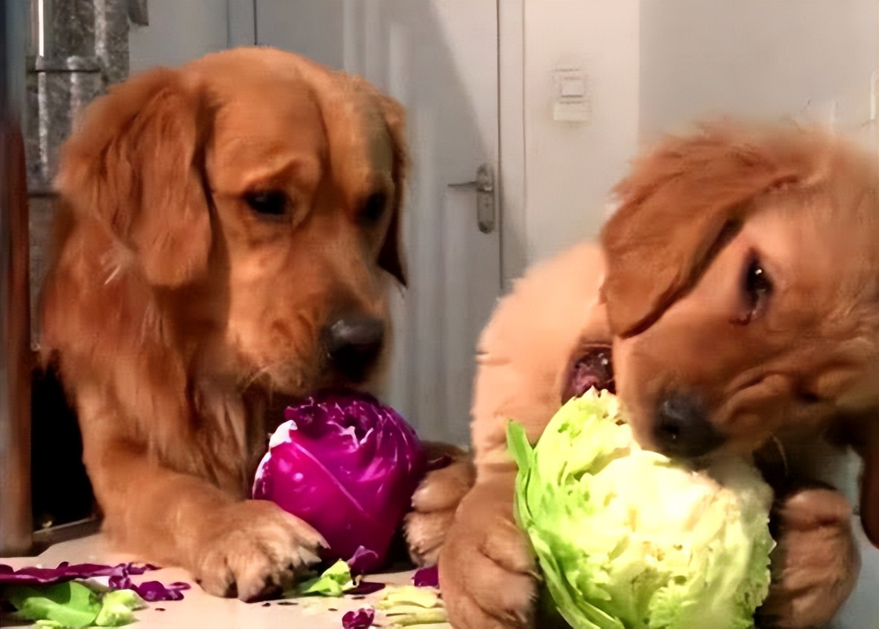 金毛太胖了有什么坏处吗视频,金毛犬太胖