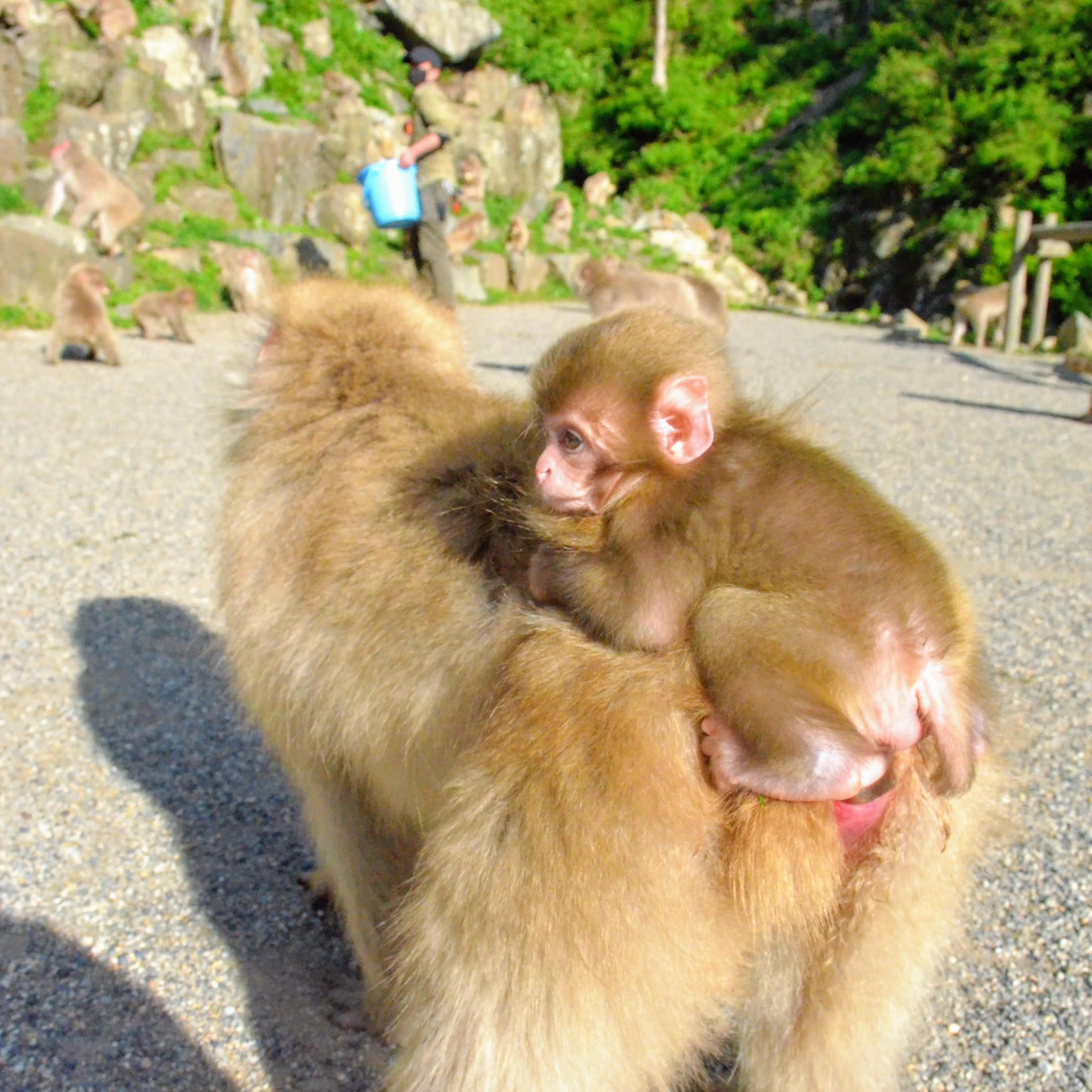 自然世界日本雪猴,日本猴子泡温泉
