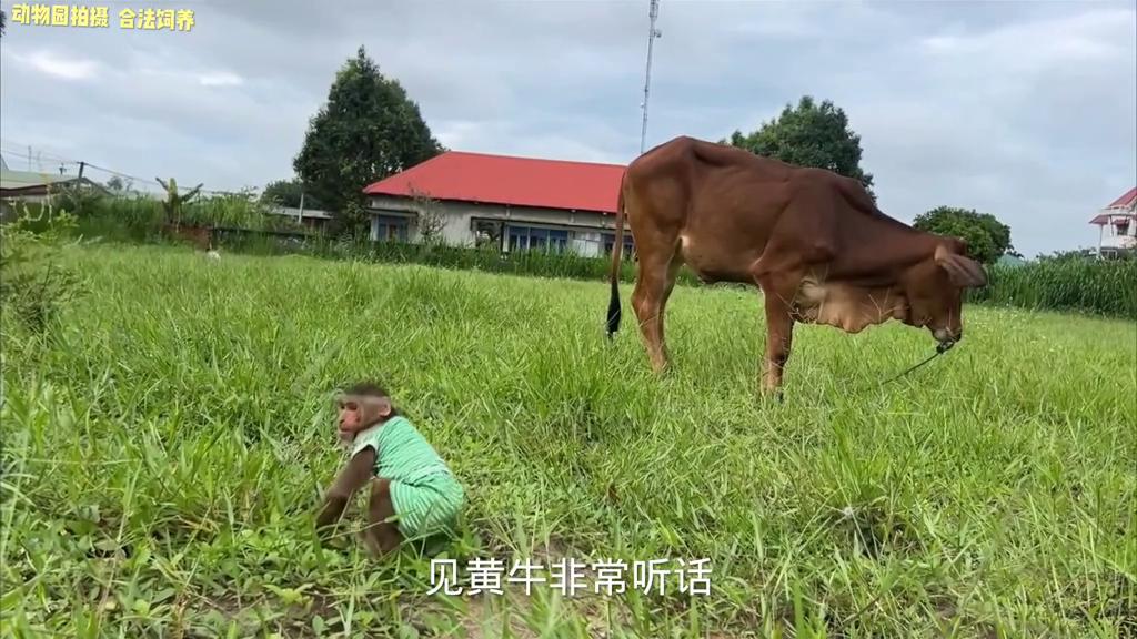 小猴子把牛弄丢了,小猴子贪玩引发悲剧