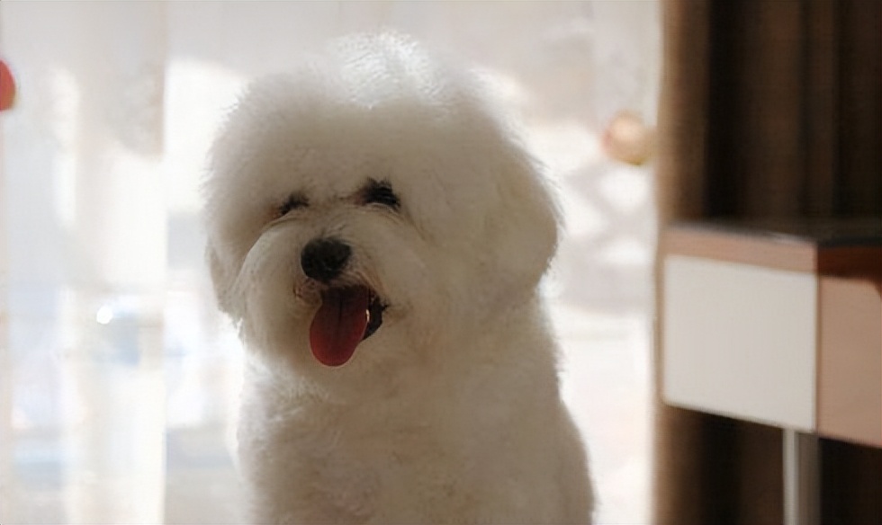 两个多月比熊犬拉稀呕吐怎么回事,比熊犬半夜呕吐黄色沫子怎么回事