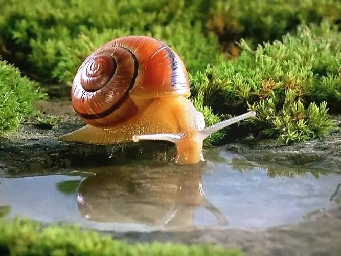 蜗牛团队所有视频,蜗牛团队网红