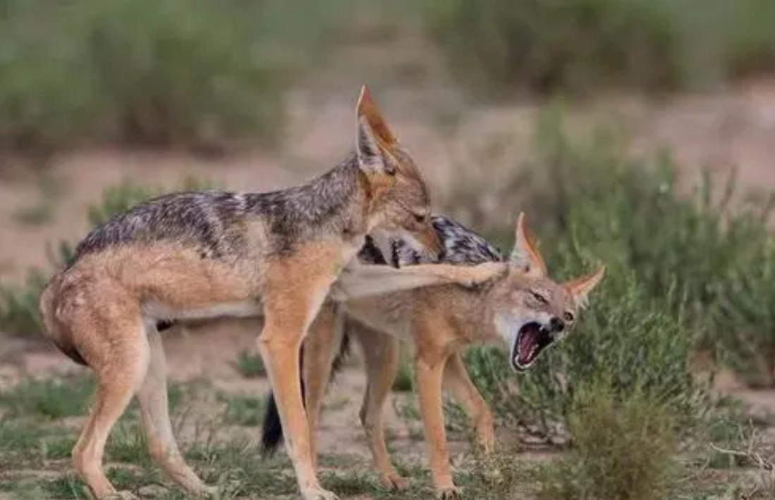 最凶残的猫一只狞猫单挑三头野狼,最凶狠的猫
