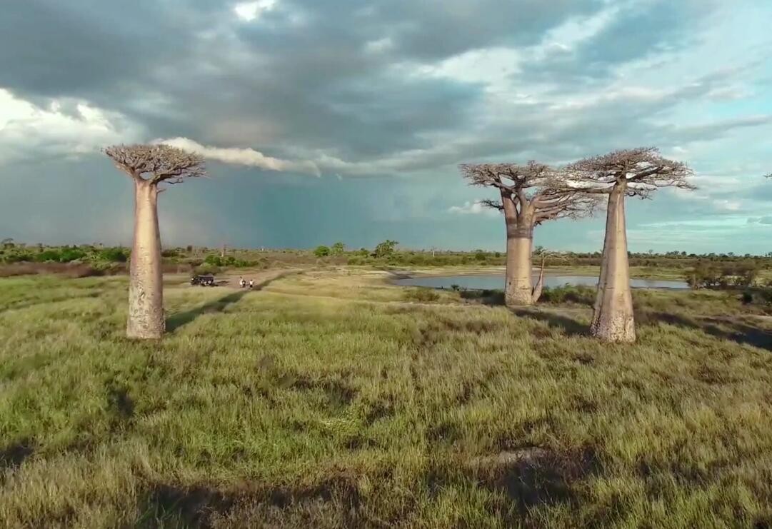 非洲本土植物与水果的独特性