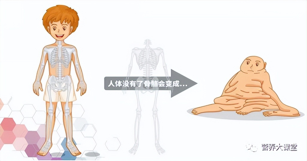 认识人体骨骼系统步骤与结论,带你了解骨骼健康