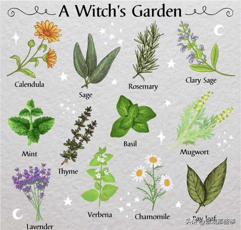 园艺疗法的定义,园艺疗法心理学