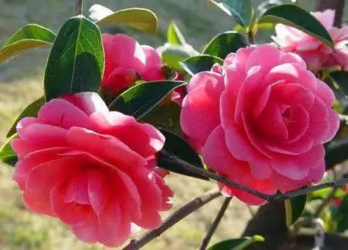 这个季节去哪里玩最合适昆明周边,昆明周边过年旅游推荐